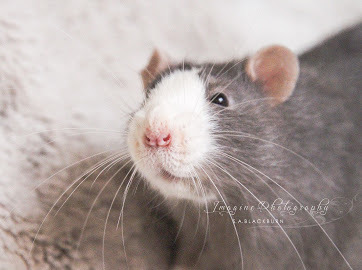 MHJ Melvin